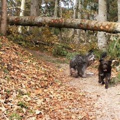 Hundetreffen 2014 im Allgäu (20)